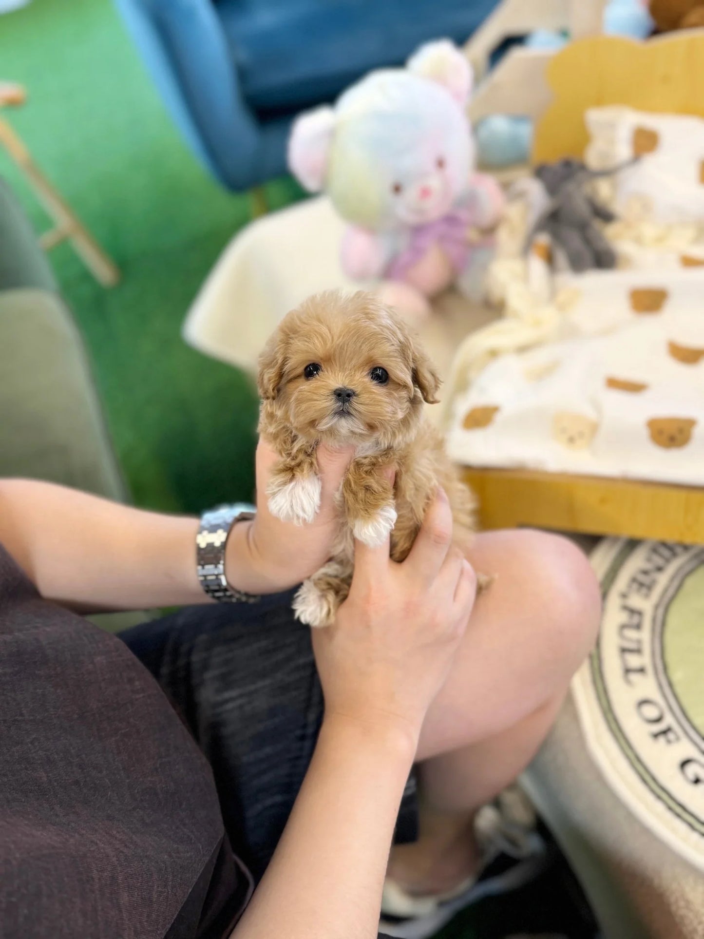 Indie - Maltipoo F.
