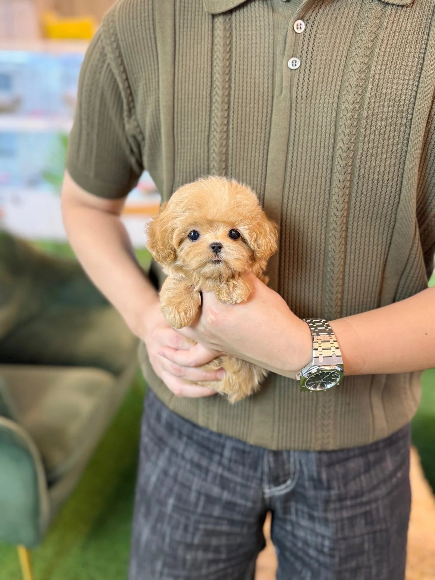 Nero - Maltipoo M.