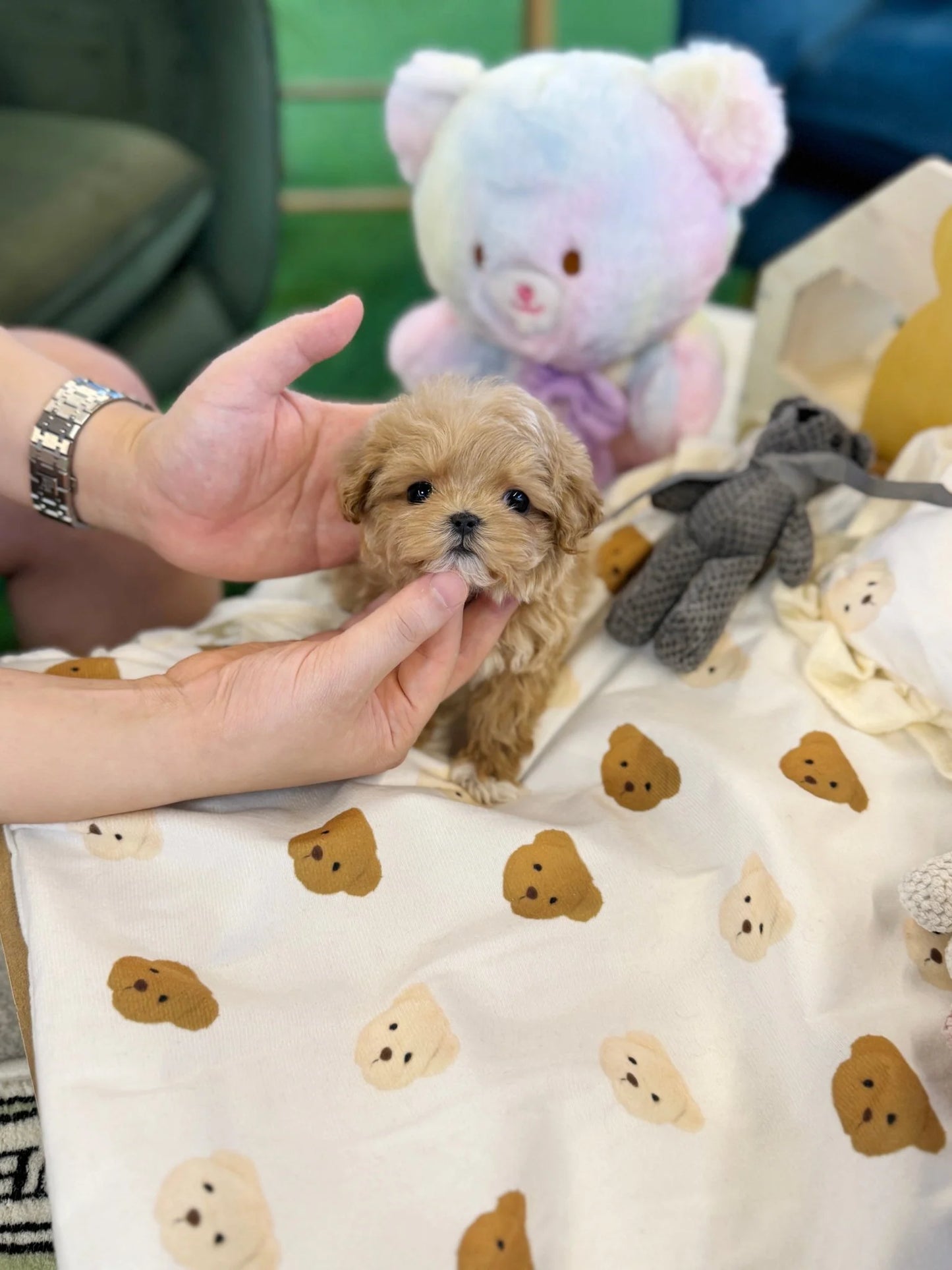 Indie - Maltipoo F.
