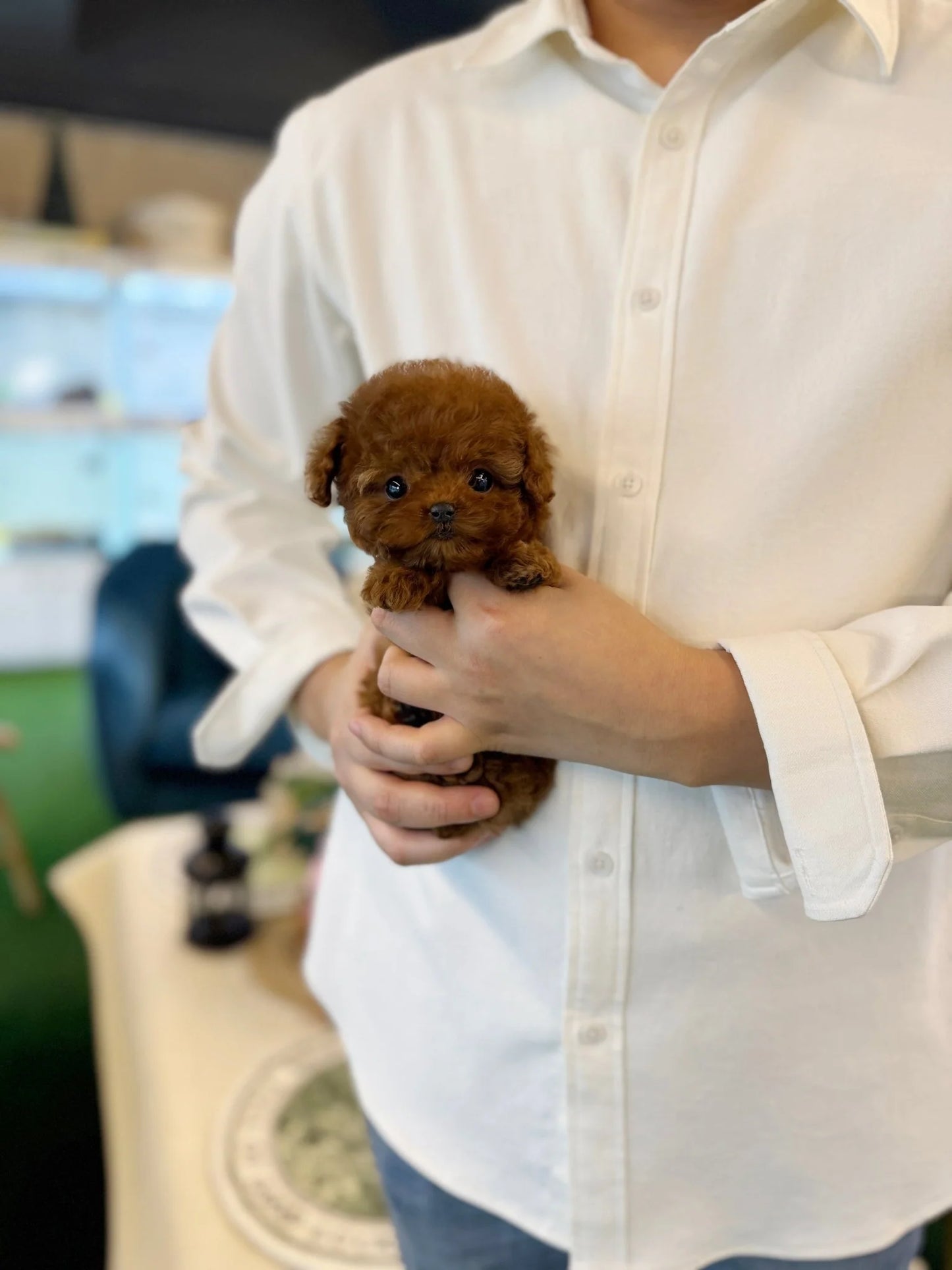 Soraya - Poodle F.