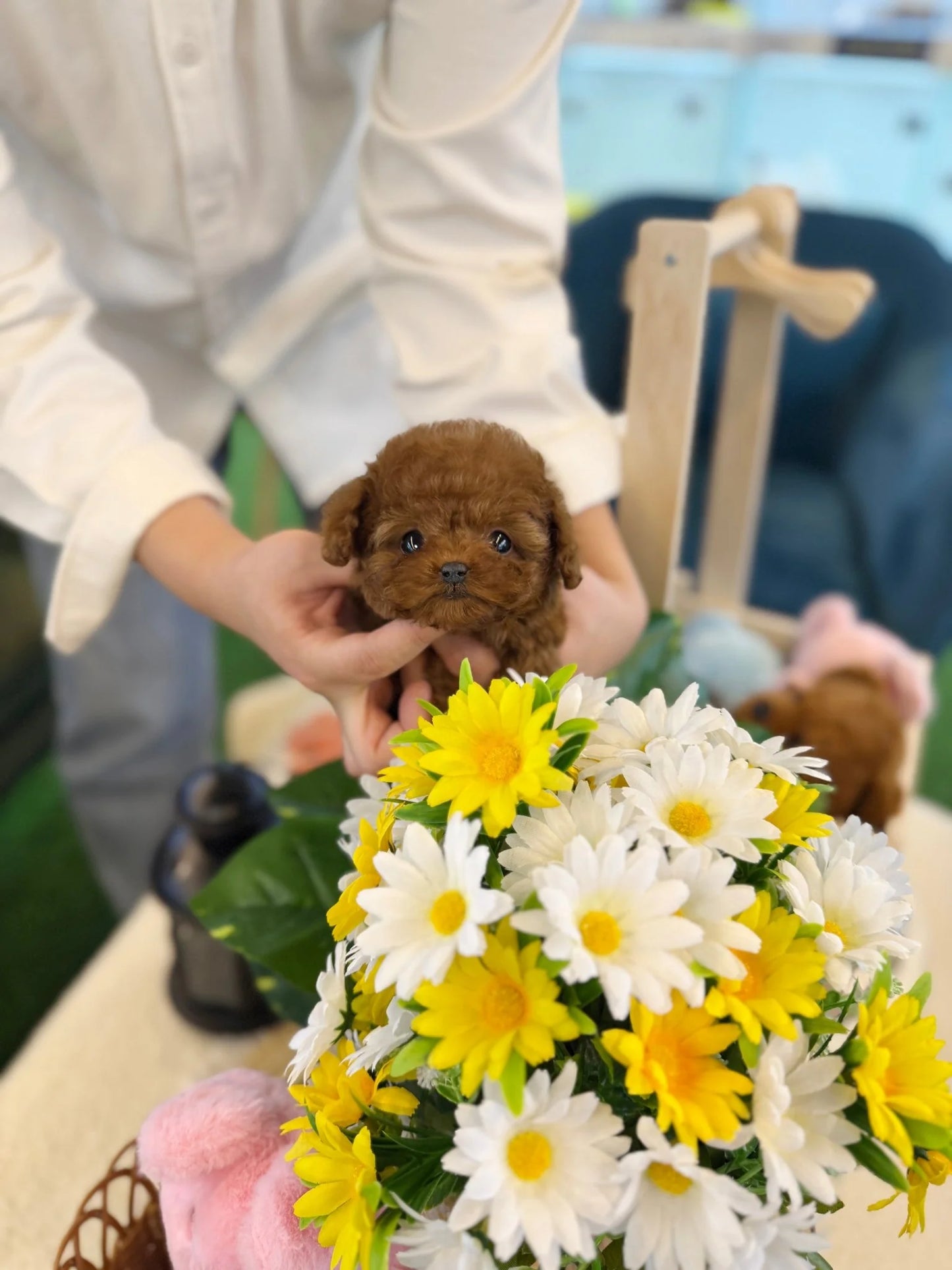 Soraya - Poodle F.