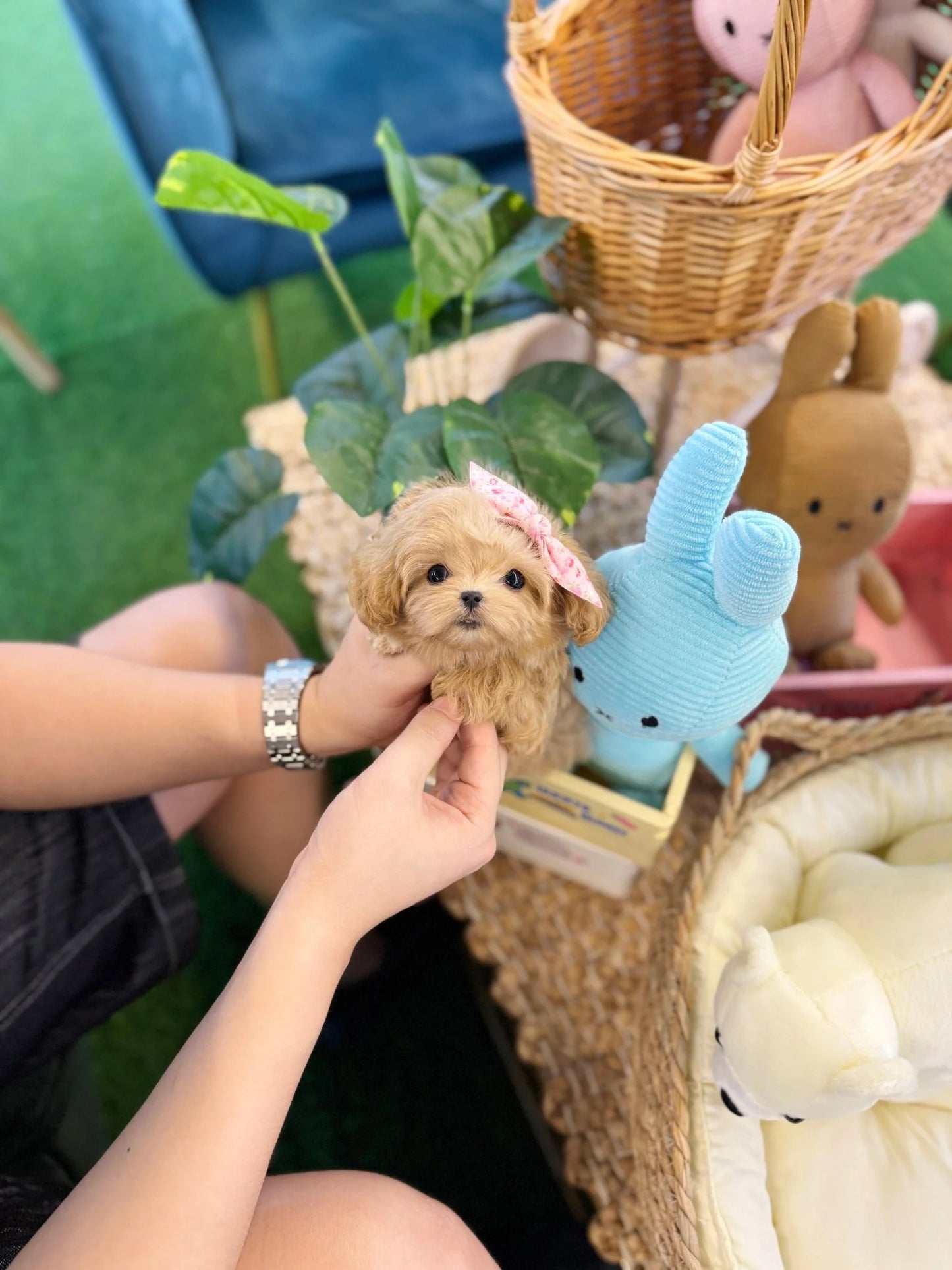 Nero - Maltipoo M.