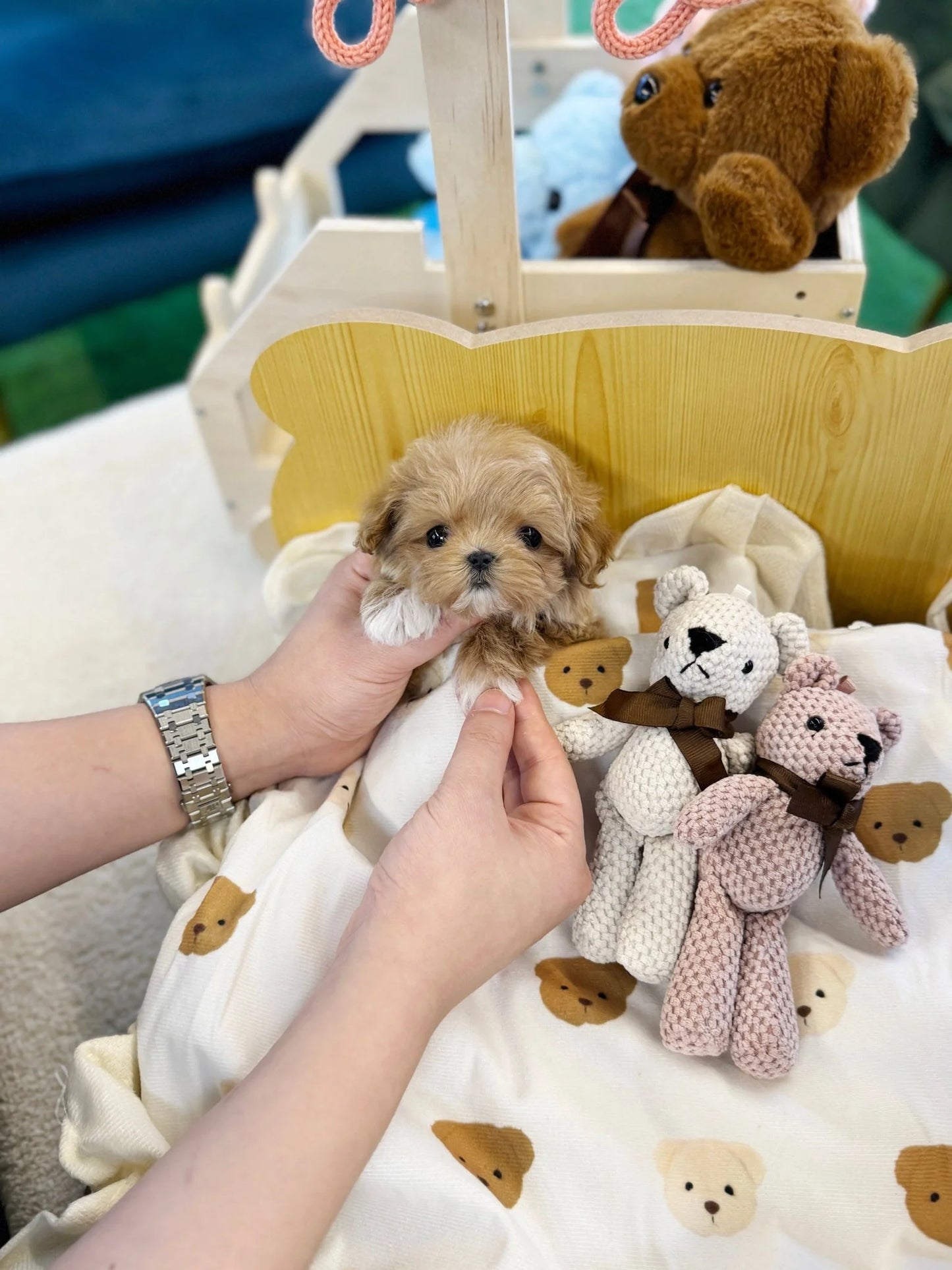 Indie - Maltipoo F.