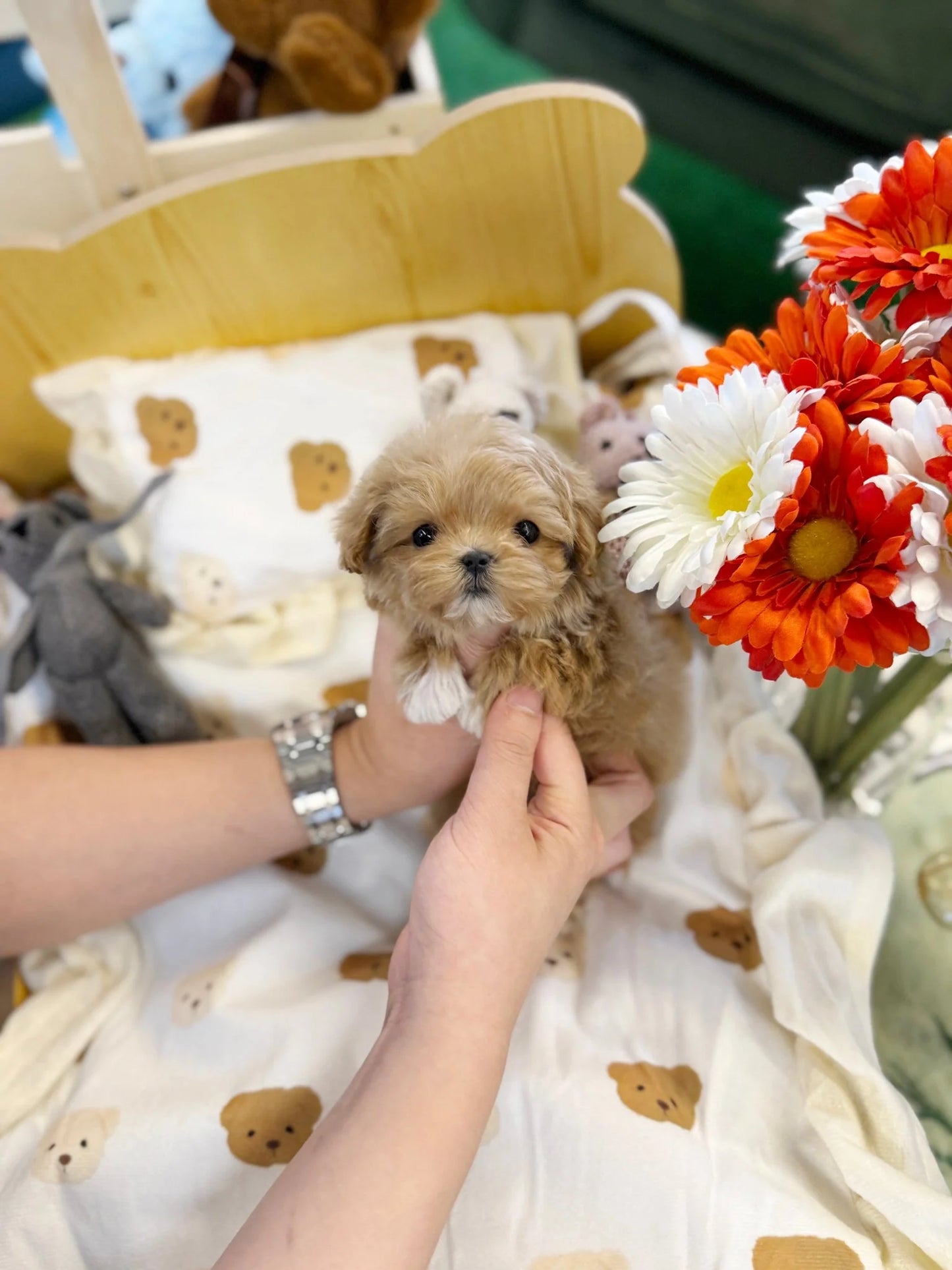 Indie - Maltipoo F.