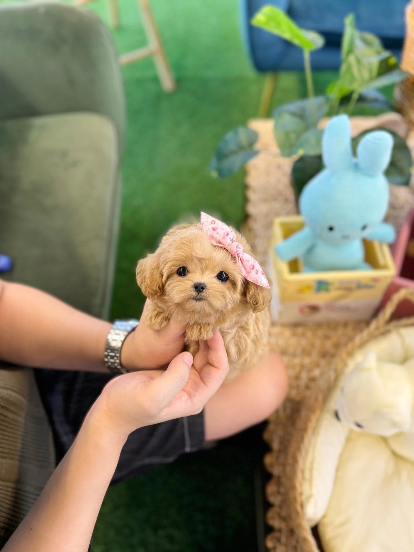 Nero - Maltipoo M.