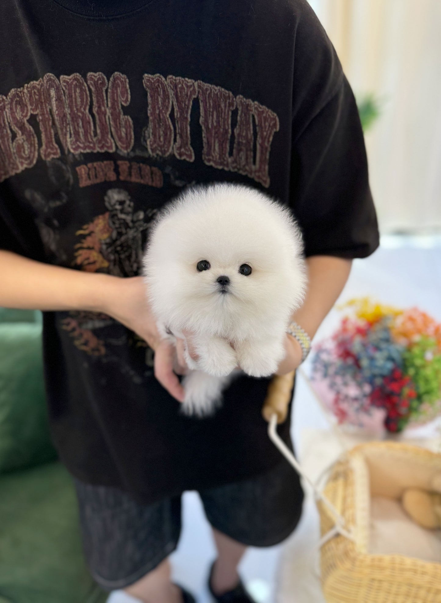 Gus - Pomeranian M.