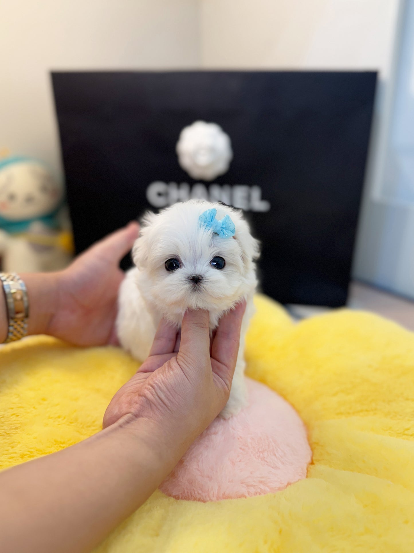 Mason - Maltese M.