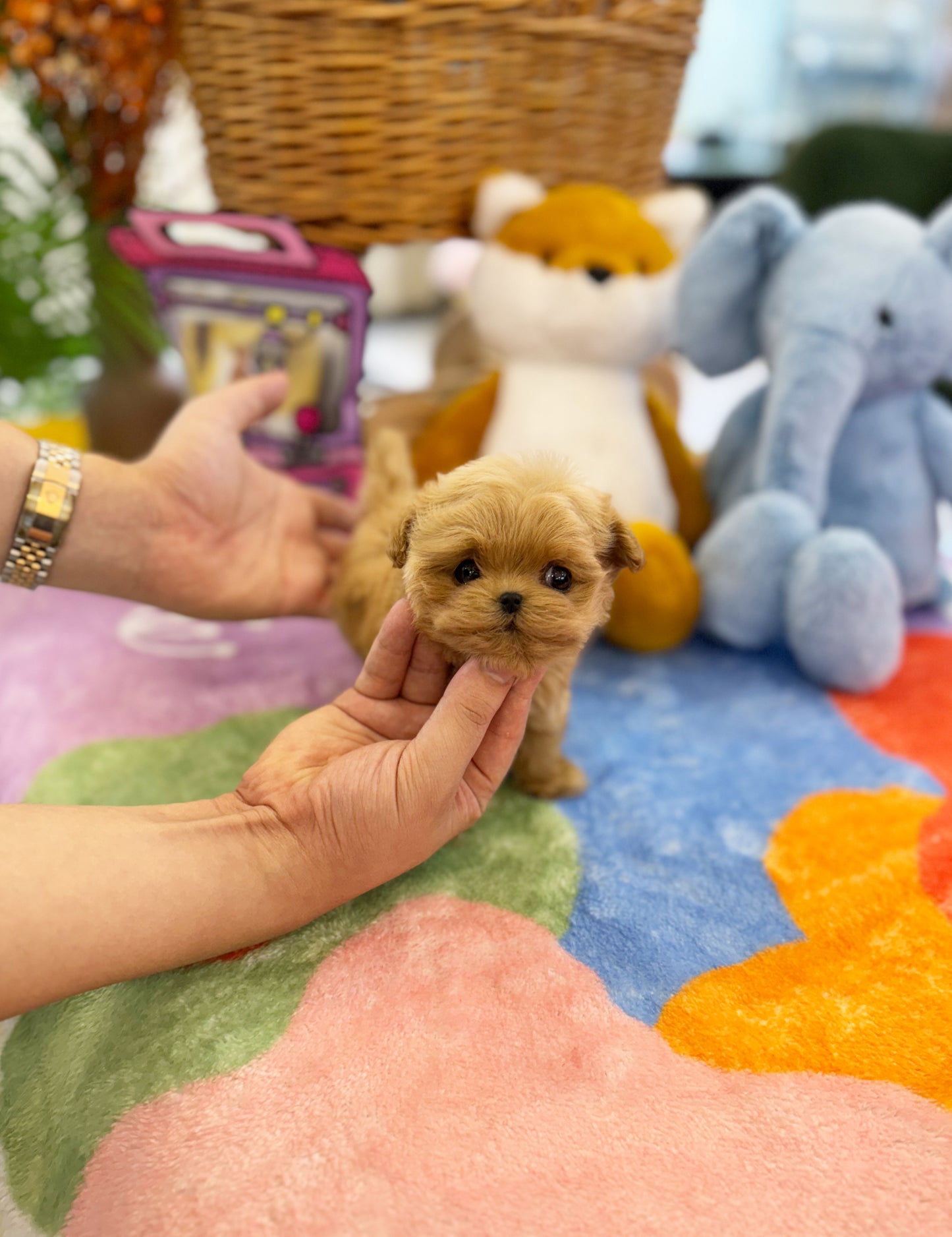 Pumpkin- Maltipoo F.