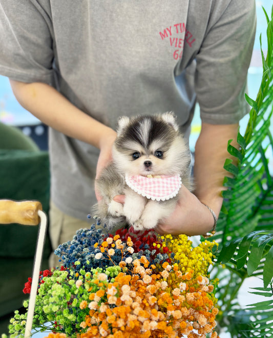 Chanel - Pomsky F.