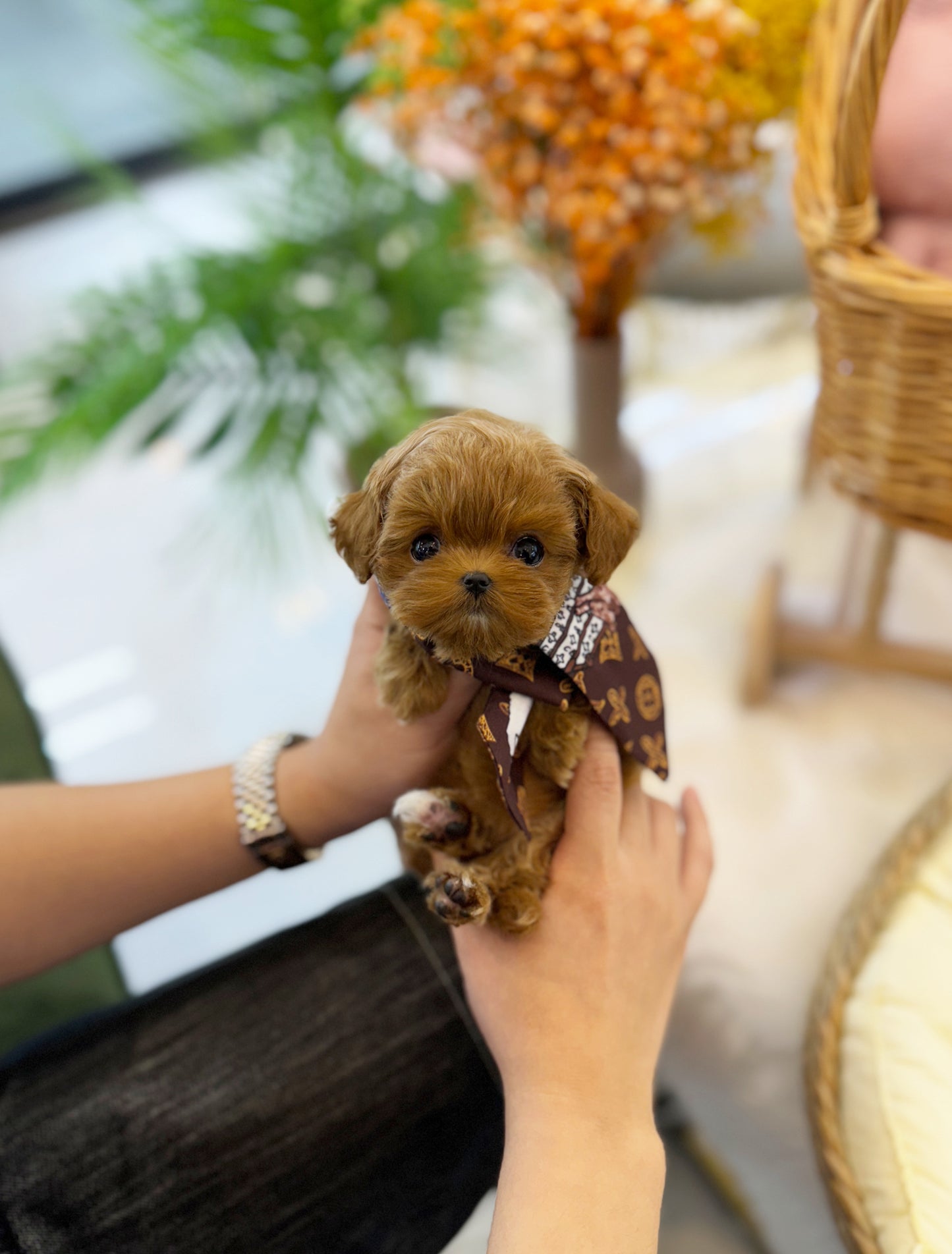 Chloe - Malitpoo F.