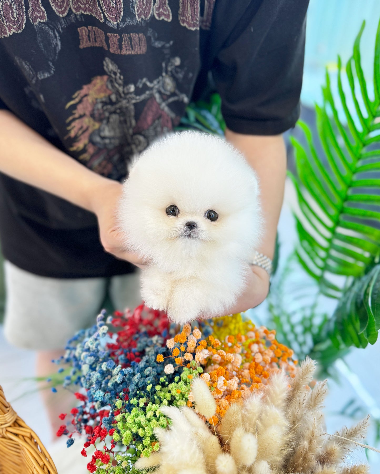 Joey - Pomeranian M.