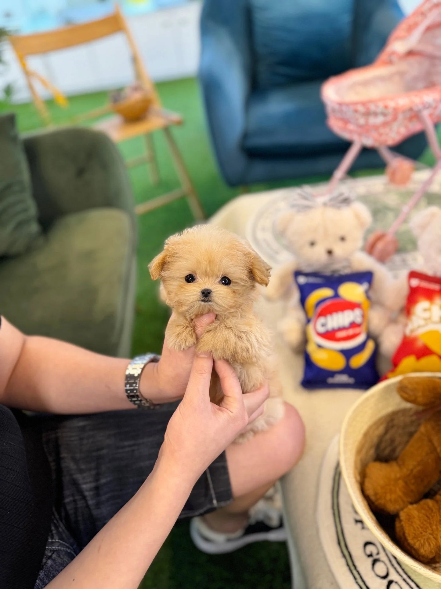 Poppie - Maltipoo F.