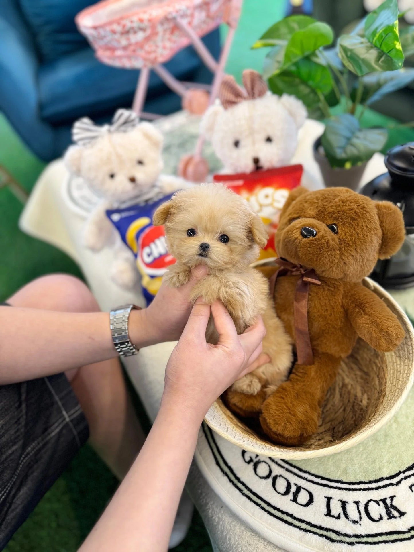 Poppie - Maltipoo F.