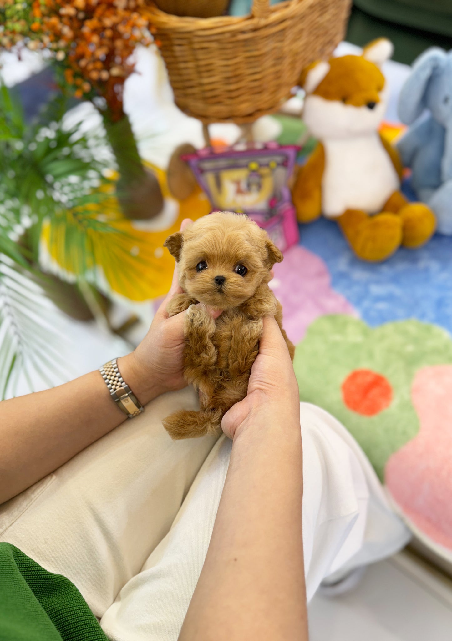 Pumpkin- Maltipoo F.