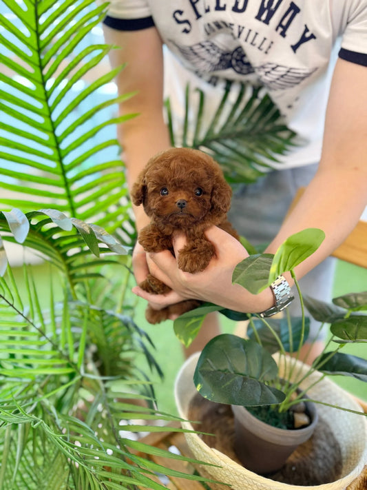 Zola - Poodle F.