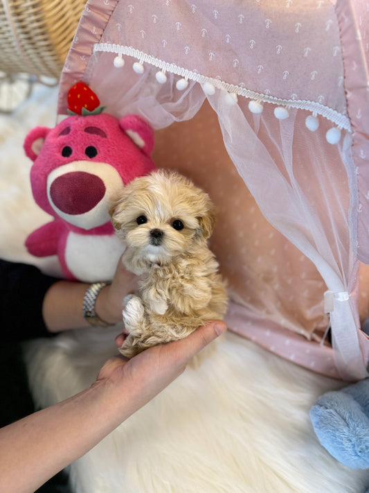 Isabel - Maltipoo F.