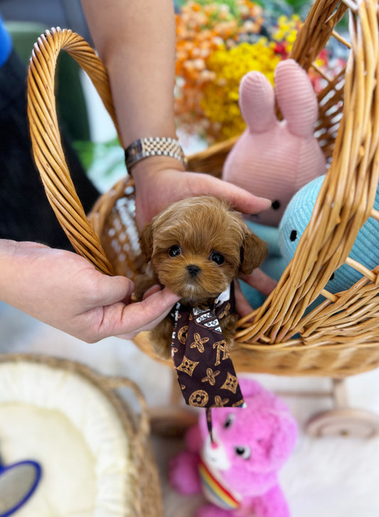 Chloe - Malitpoo F.