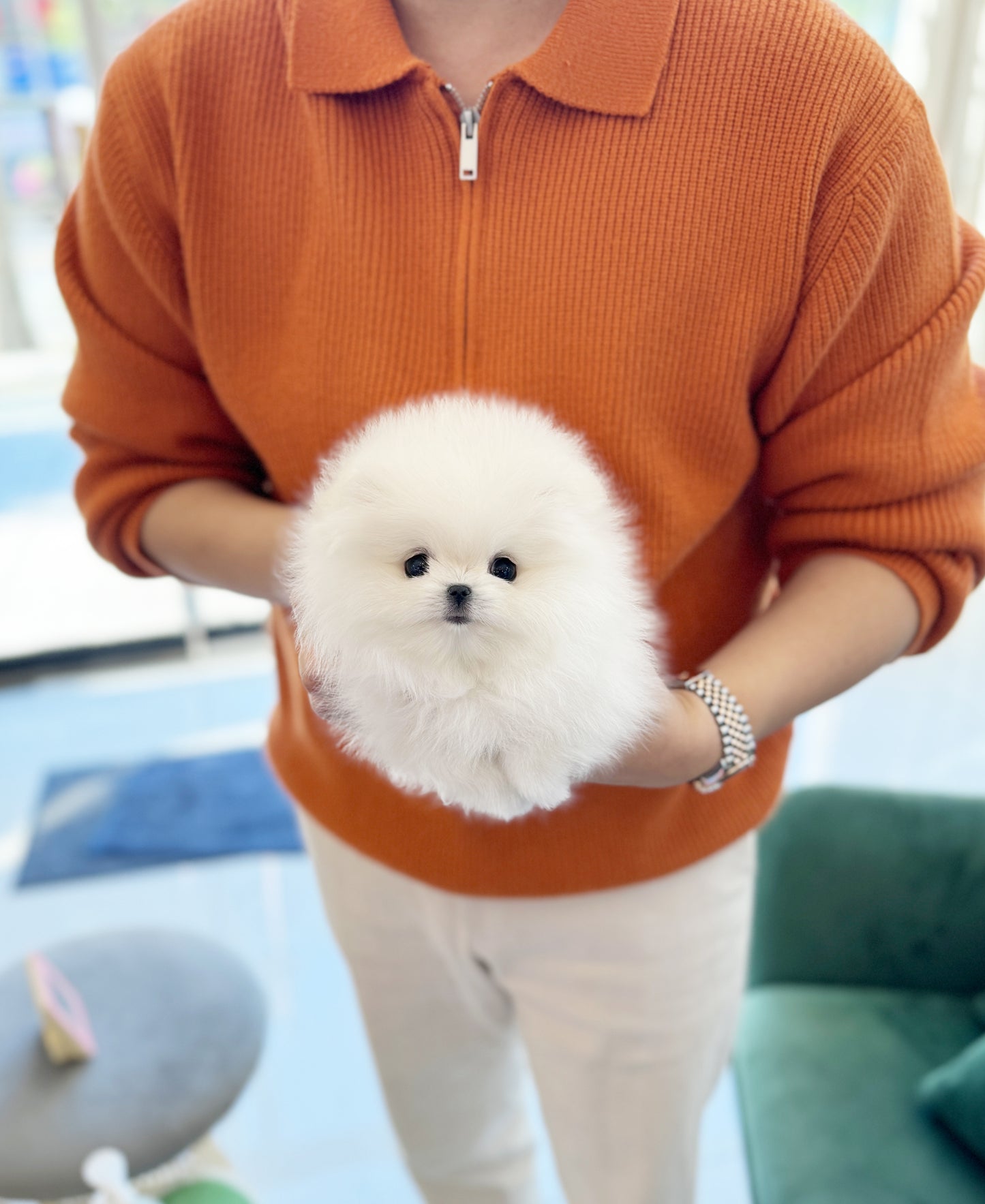 Stewie - Pomeranian M.