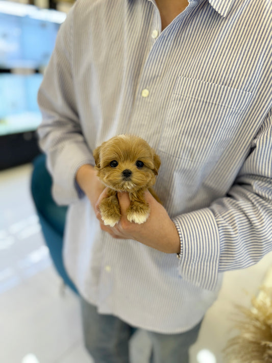 Sammy - Maltipoo M.