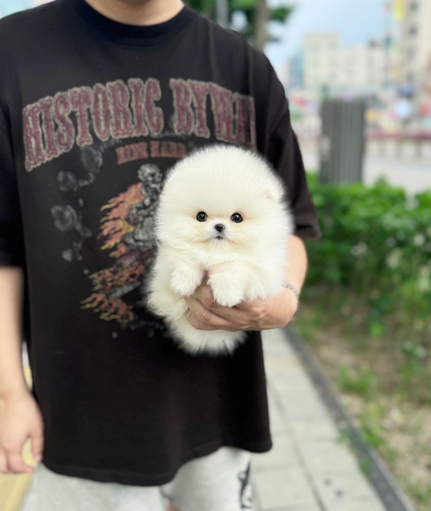 Joey - Pomeranian M.