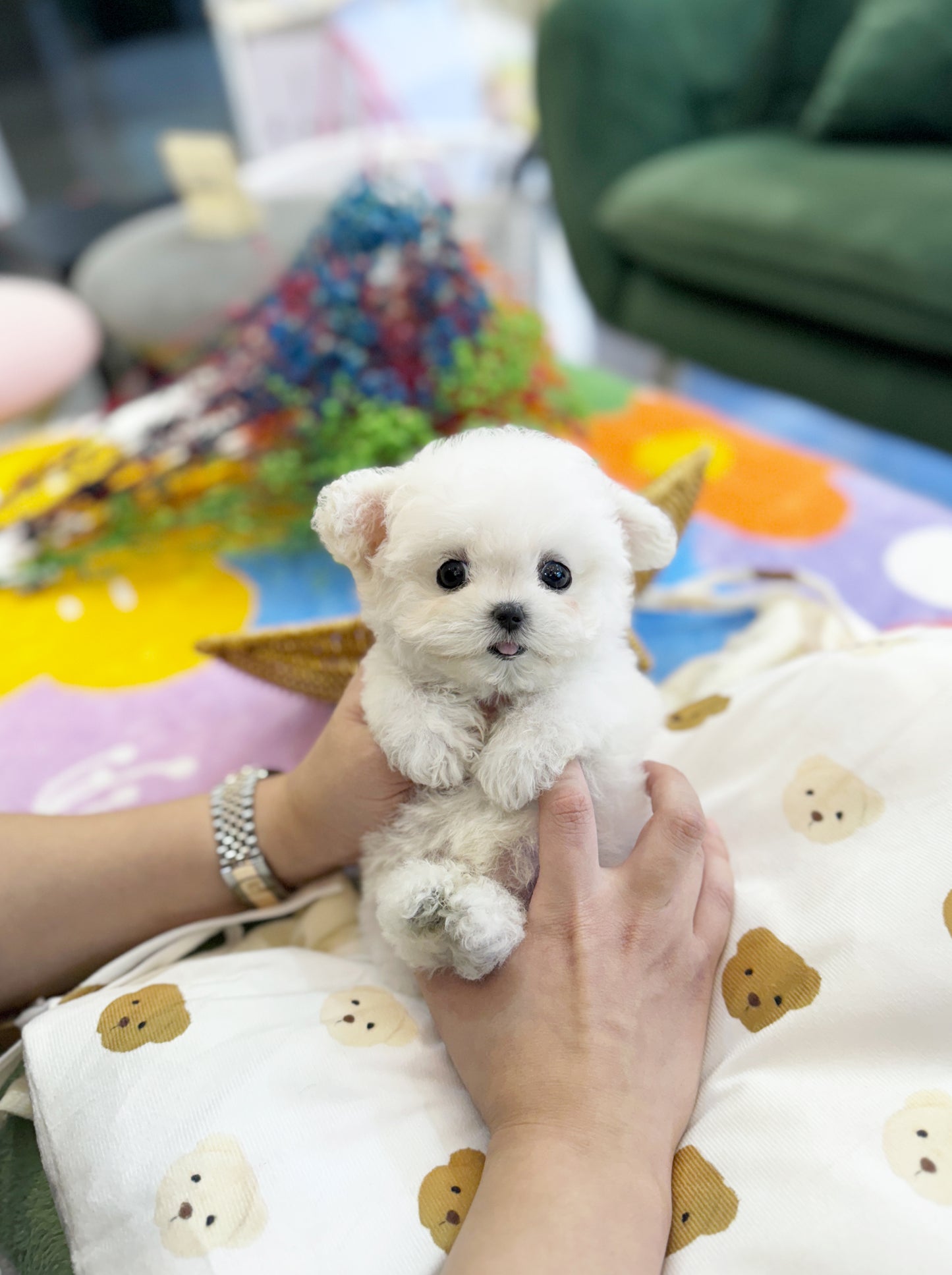 Ringo - Bichon Frisé M.