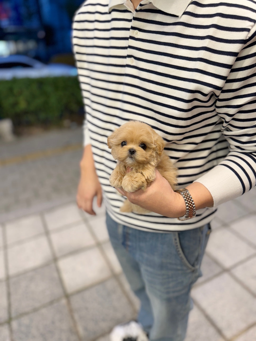 Katie - Maltipoo F.