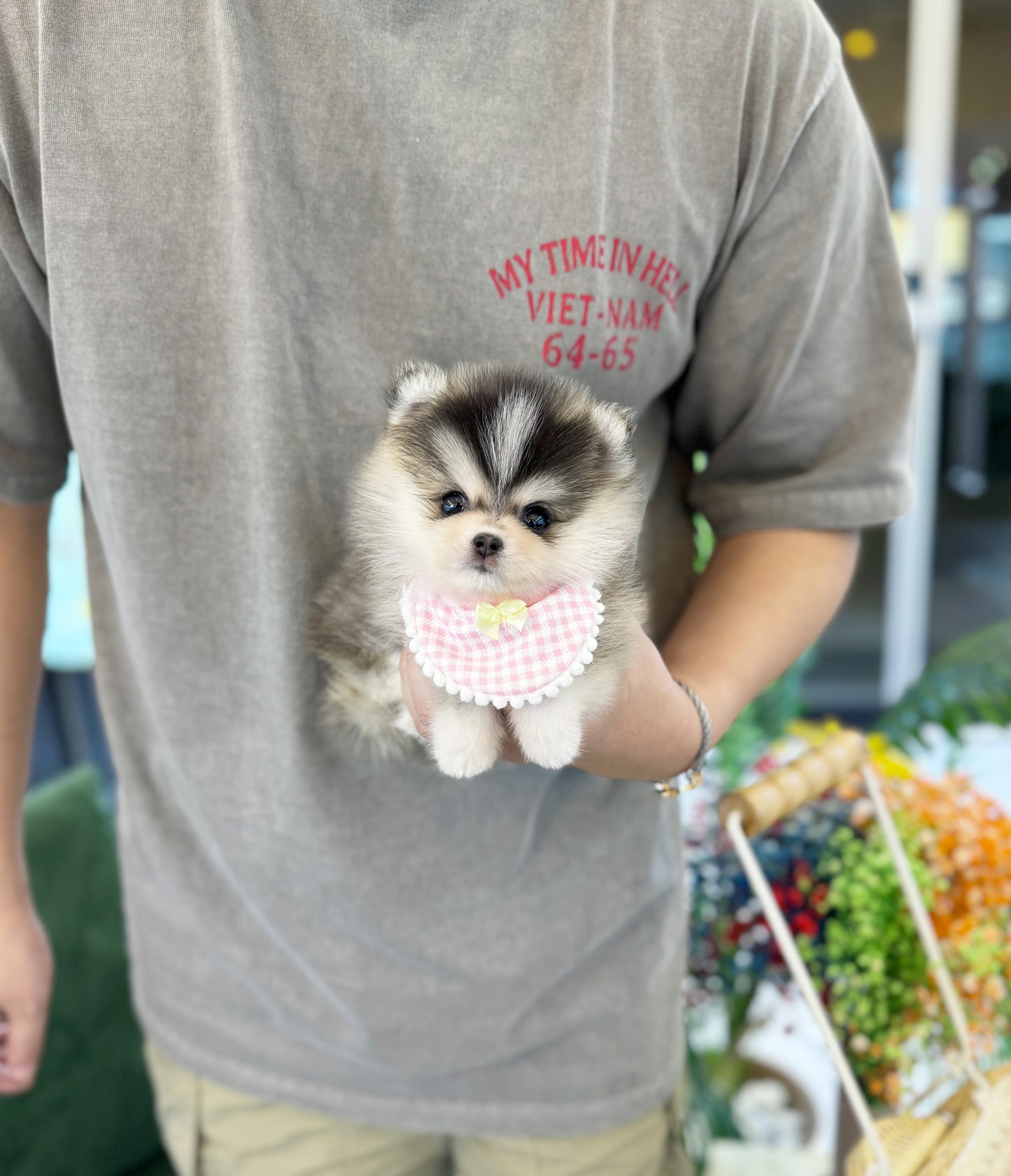 Chanel - Pomsky F.