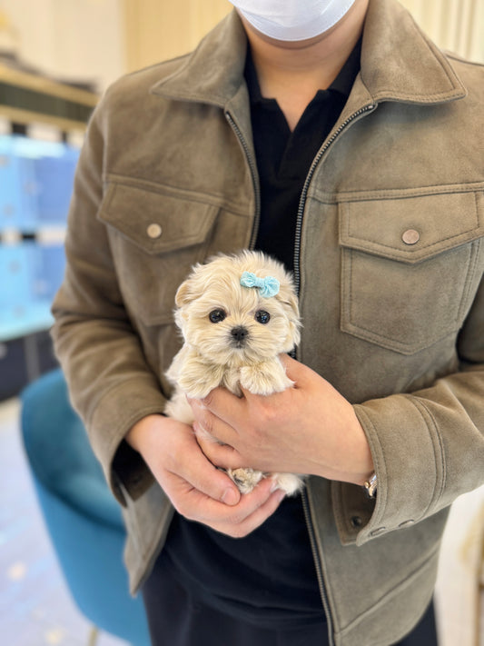 Peanut - Maltipoo M.