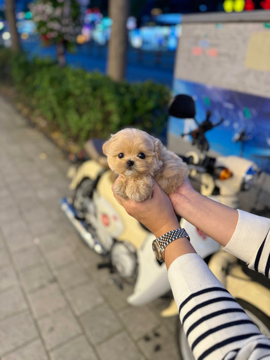 Katie - Maltipoo F.