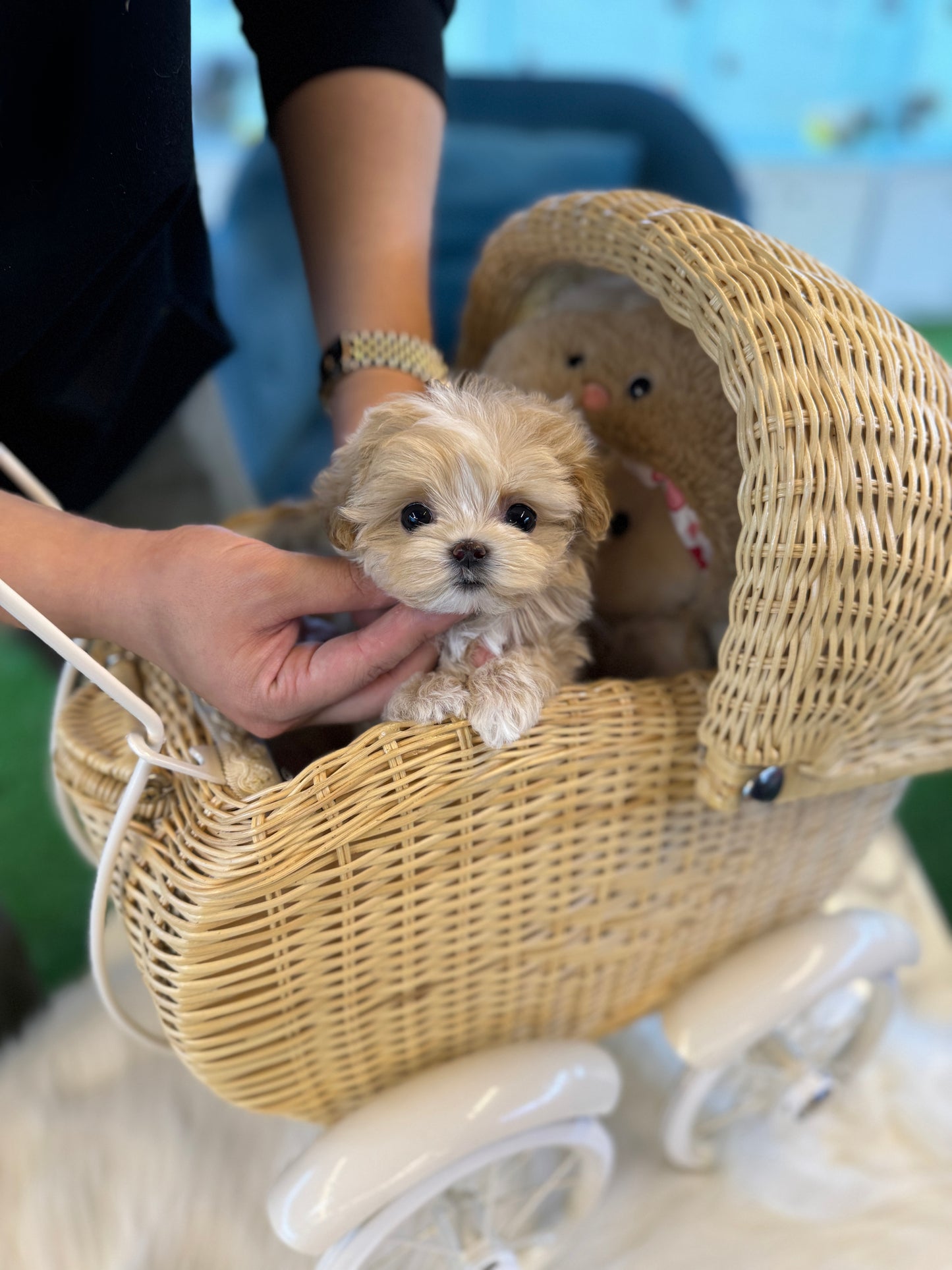 Isabel - Maltipoo F.