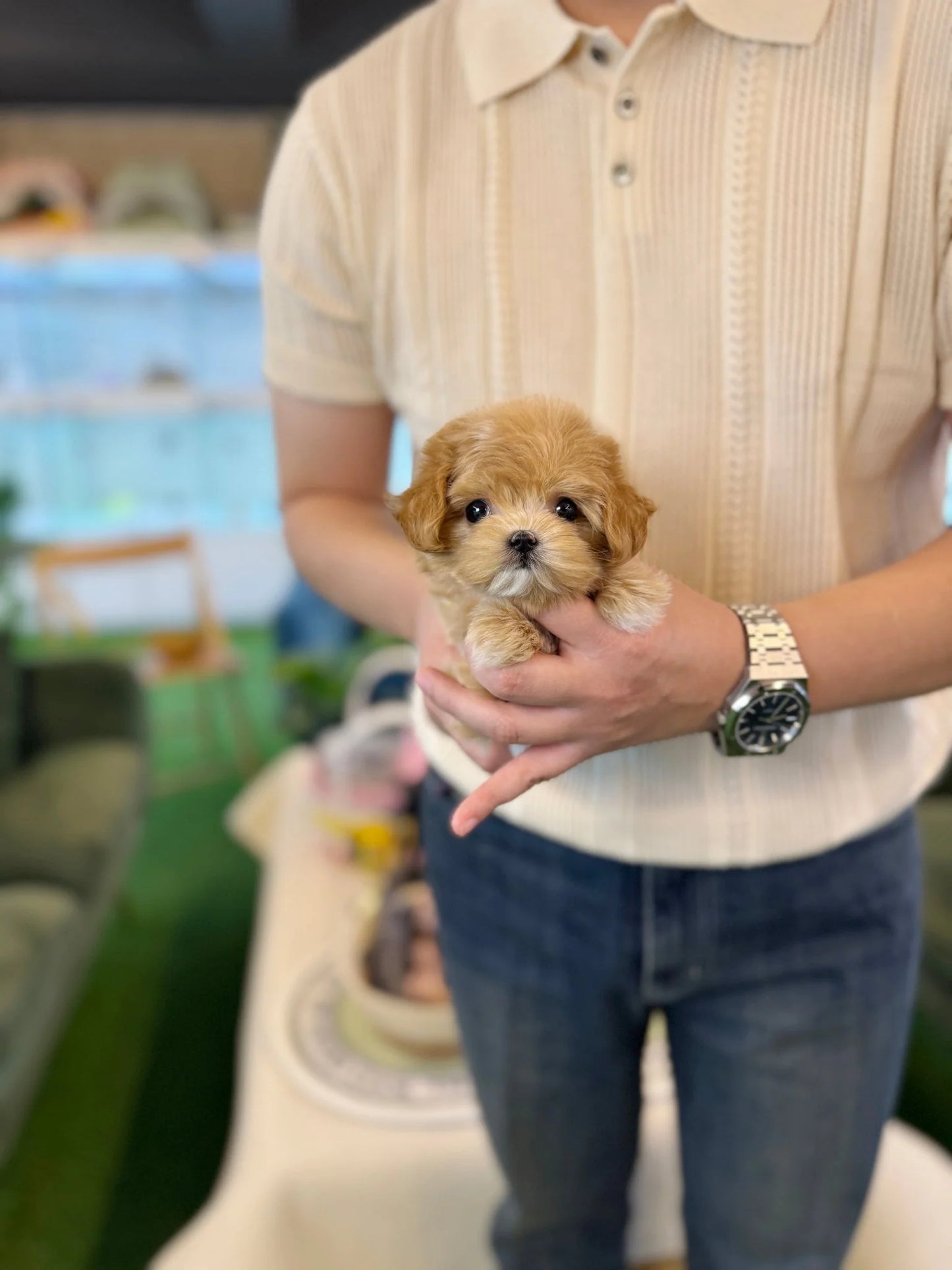 Clover - Maltipoo F.