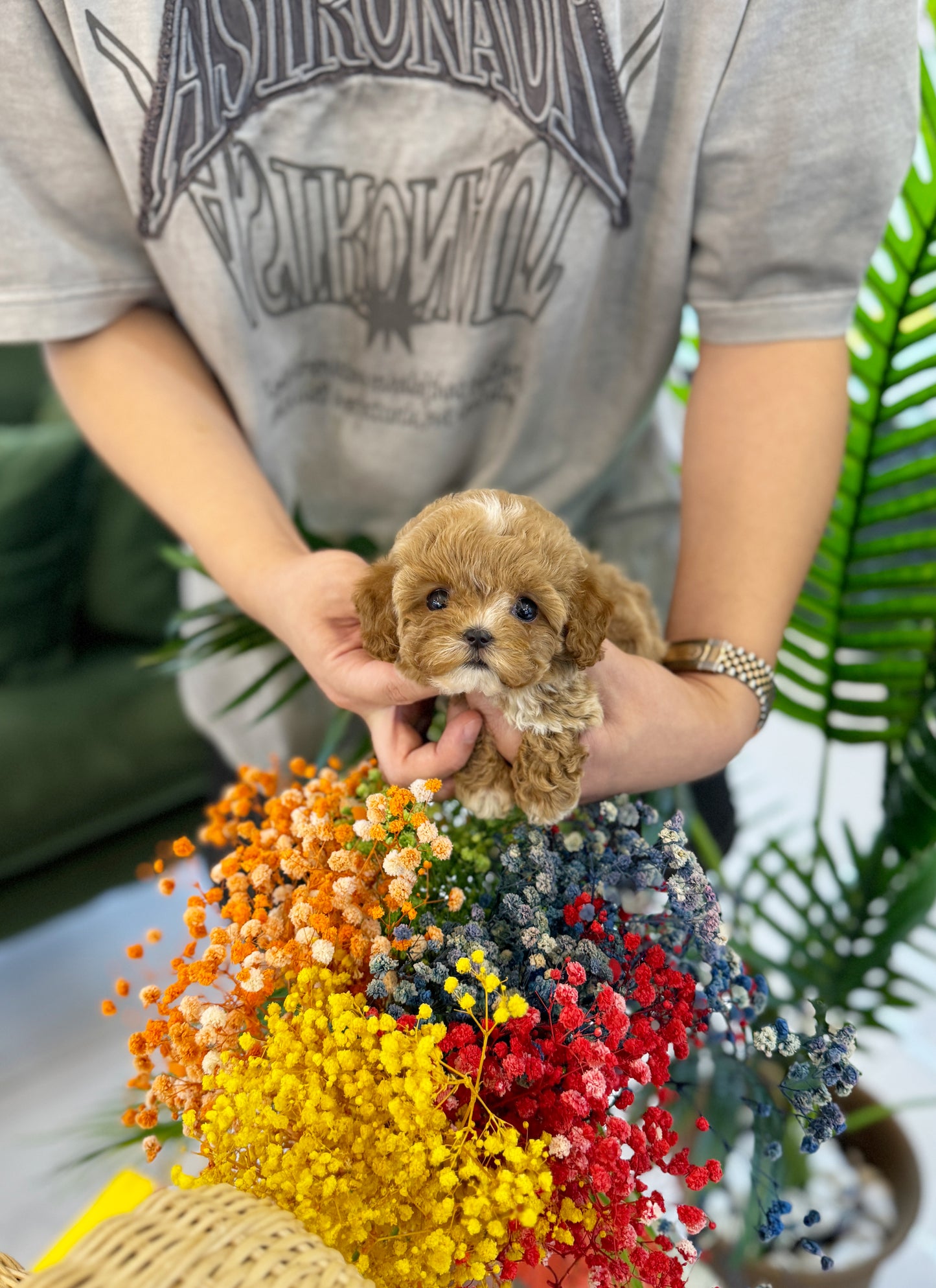 Jenna - Maltipoo F.