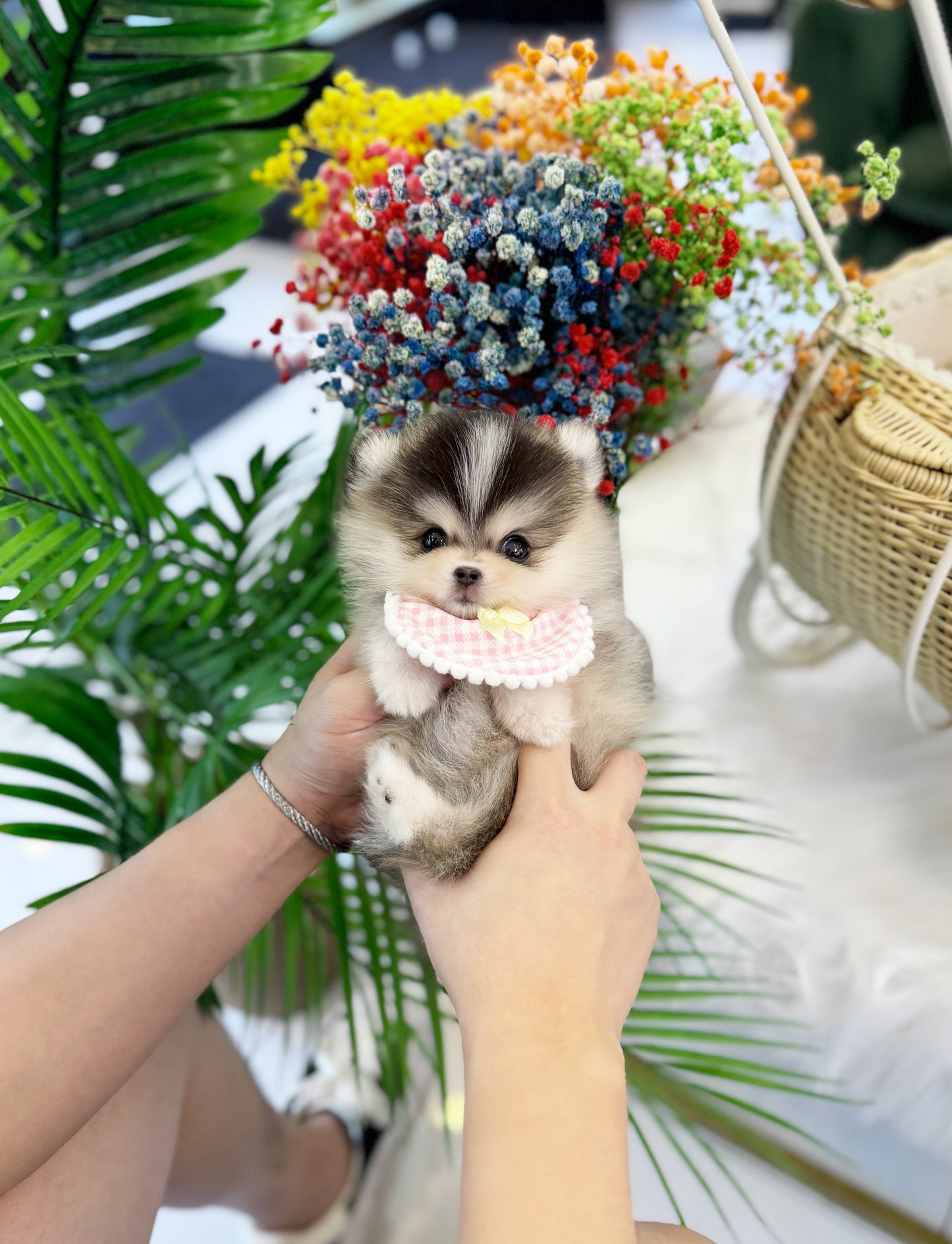 Chanel - Pomsky F.