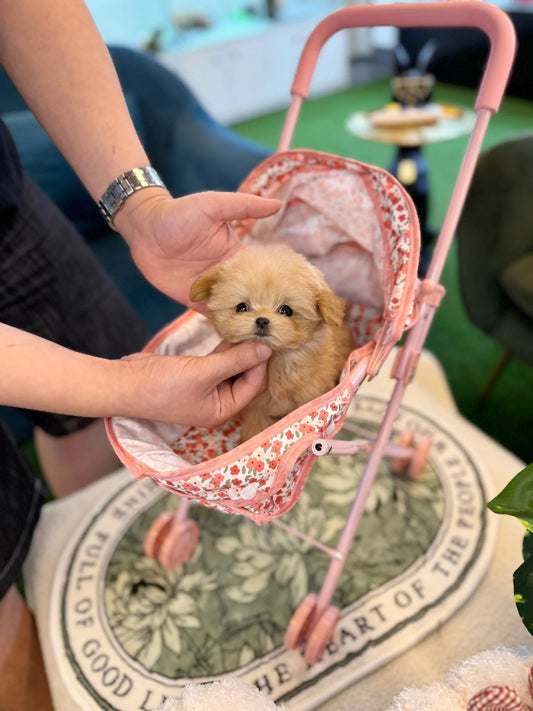 Poppie - Maltipoo F.