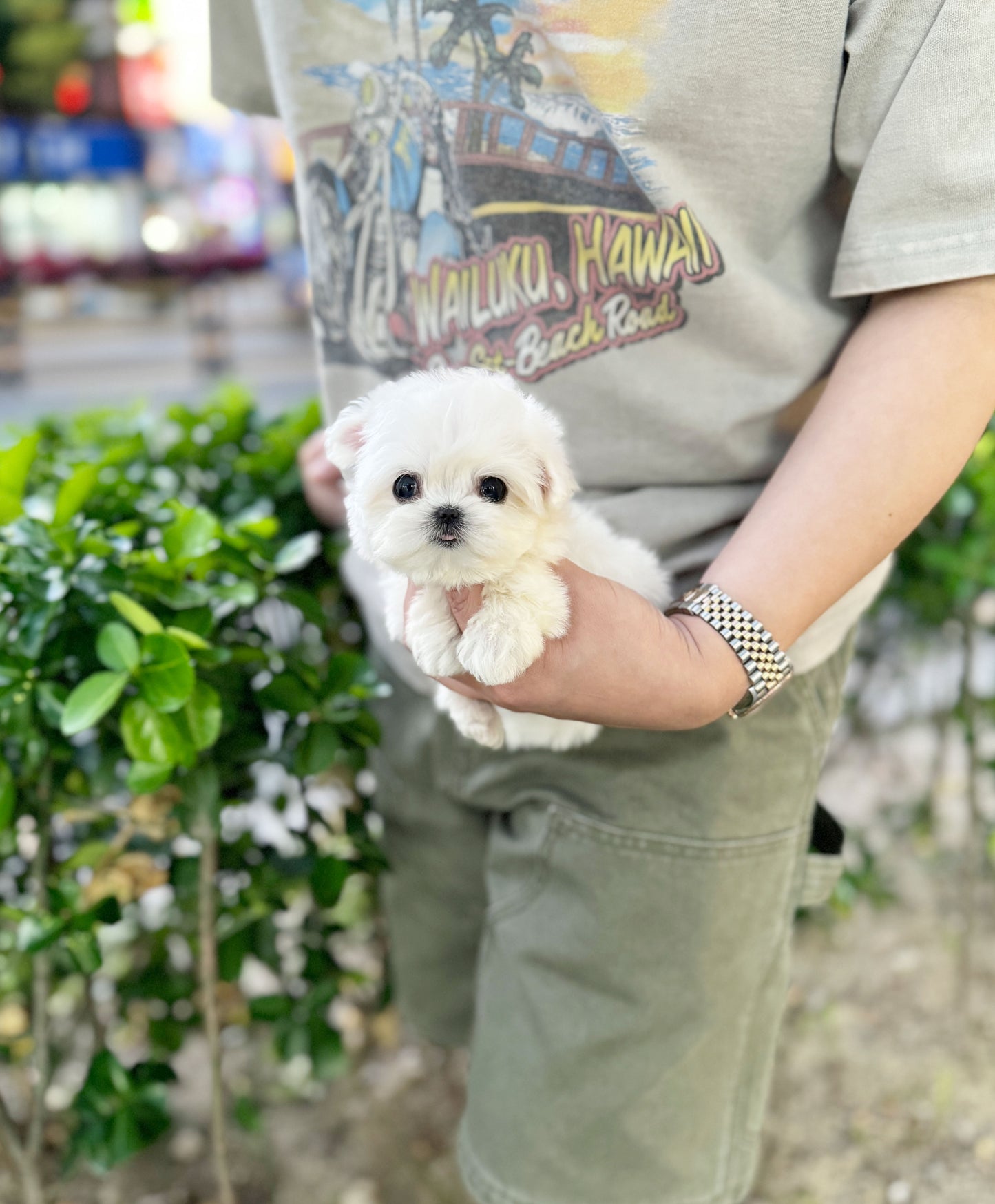 Avery - Maltese F.