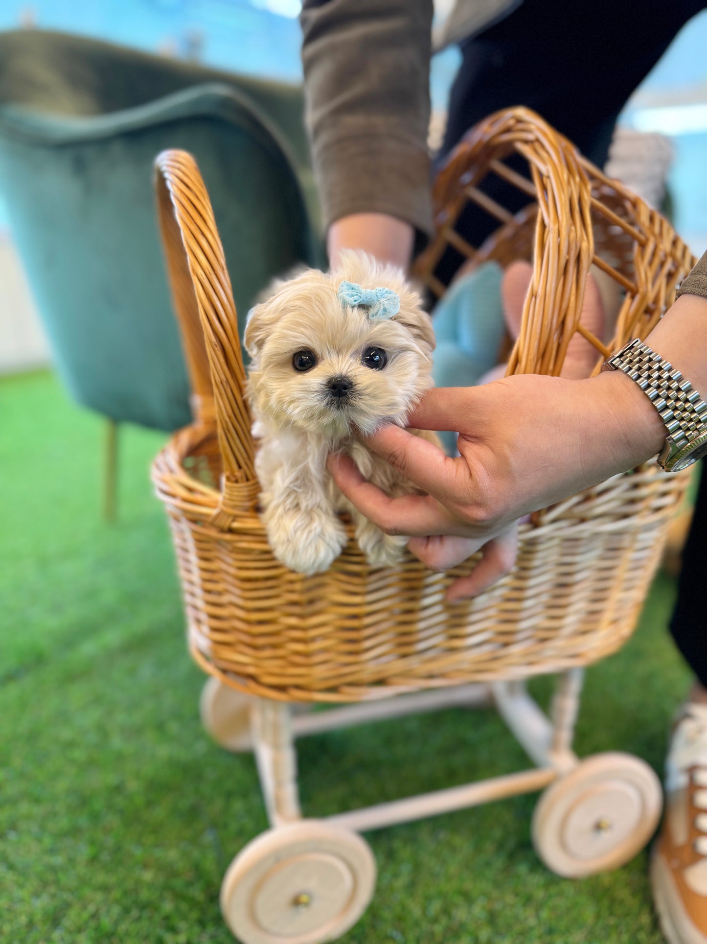 Peanut - Maltipoo M.