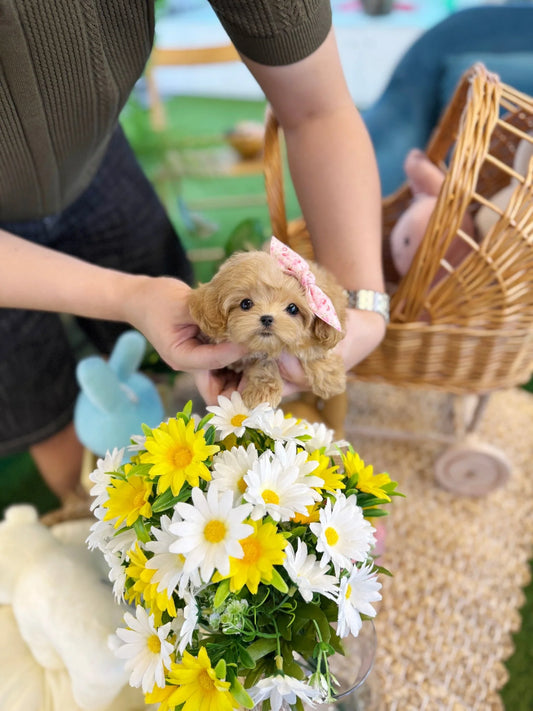 Nero - Maltipoo M.