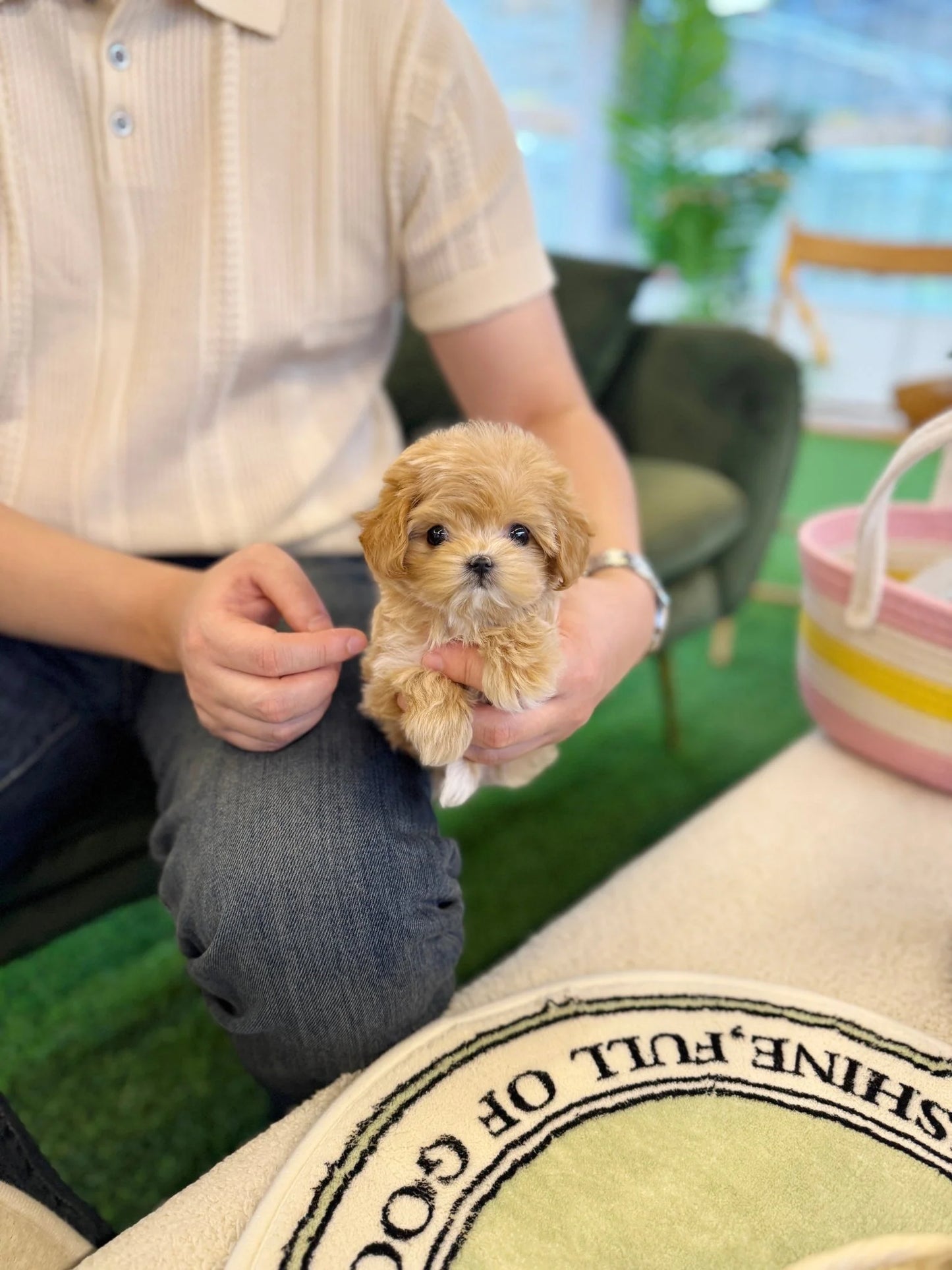 Clover - Maltipoo F.