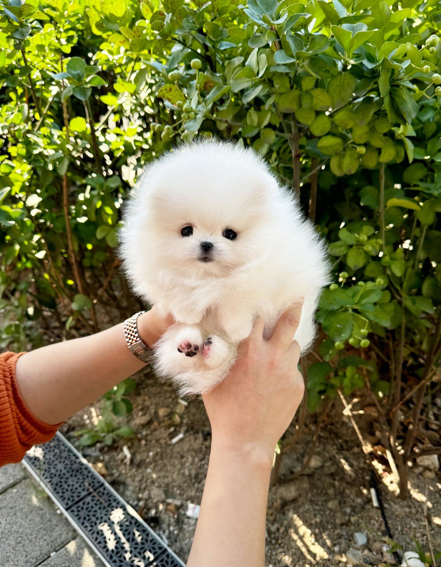 Stewie - Pomeranian M.