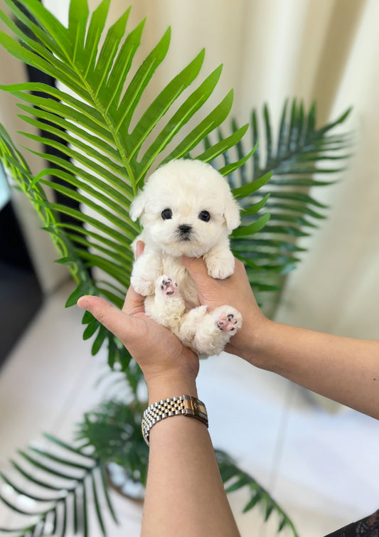 Nico - Bichon Frisé M.