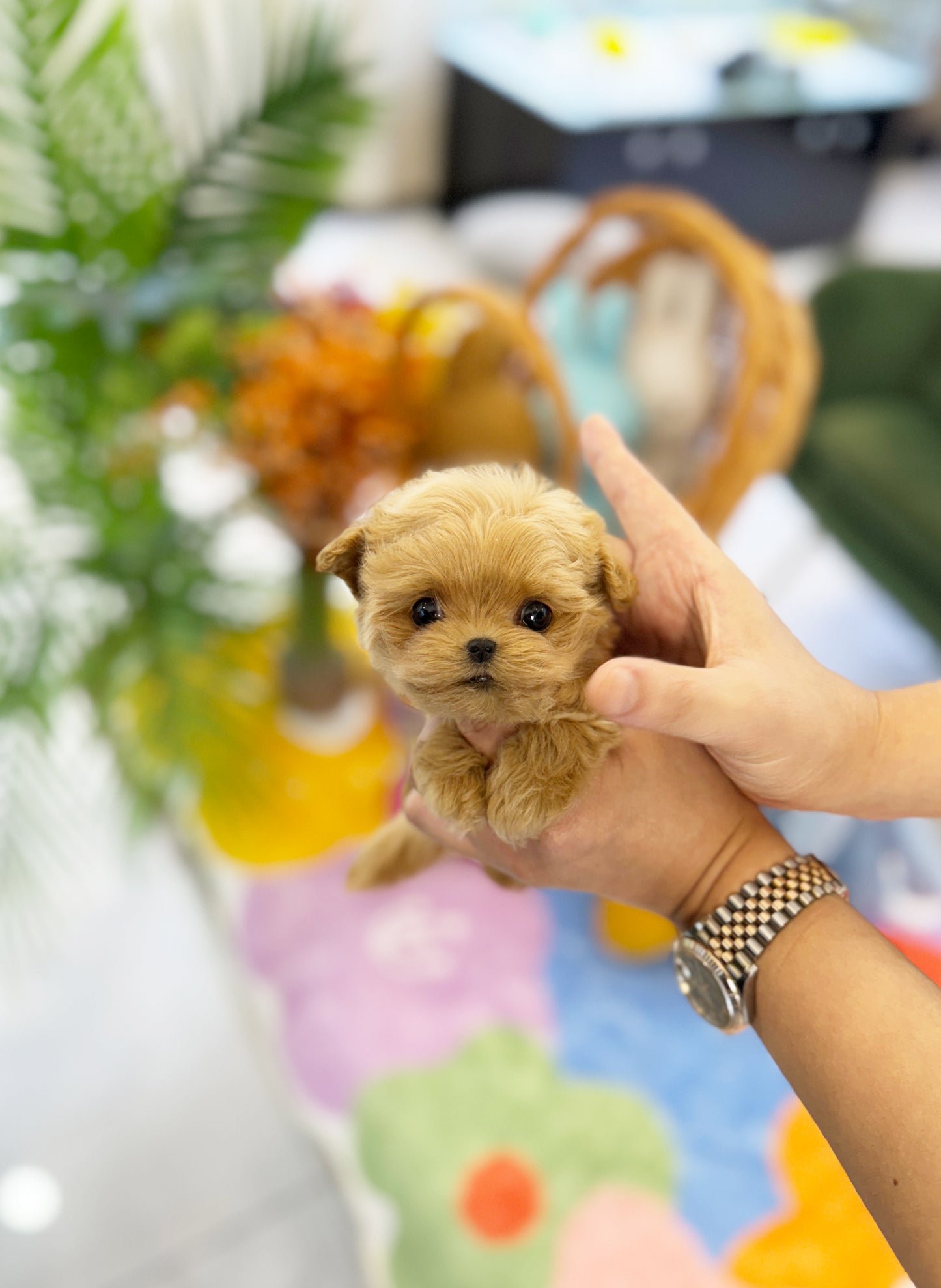 Pumpkin- Maltipoo F.