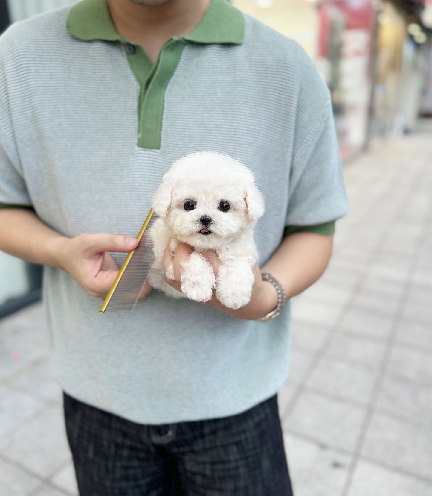 Poe - Bichon Frisé M.