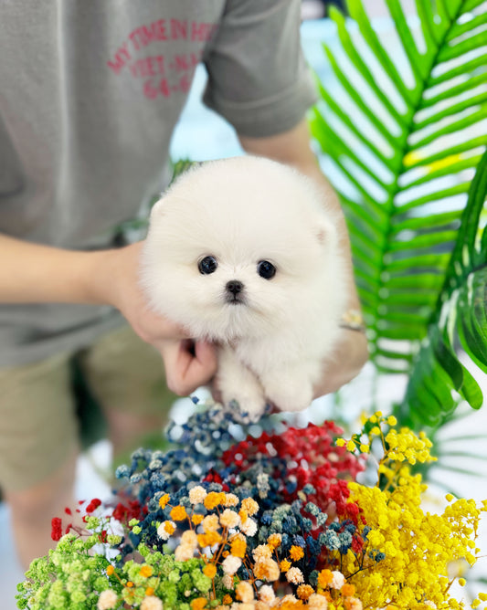 Polar - Pomeranian F.