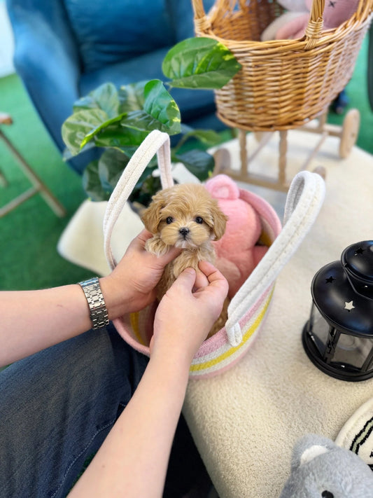 Clover - Maltipoo F.