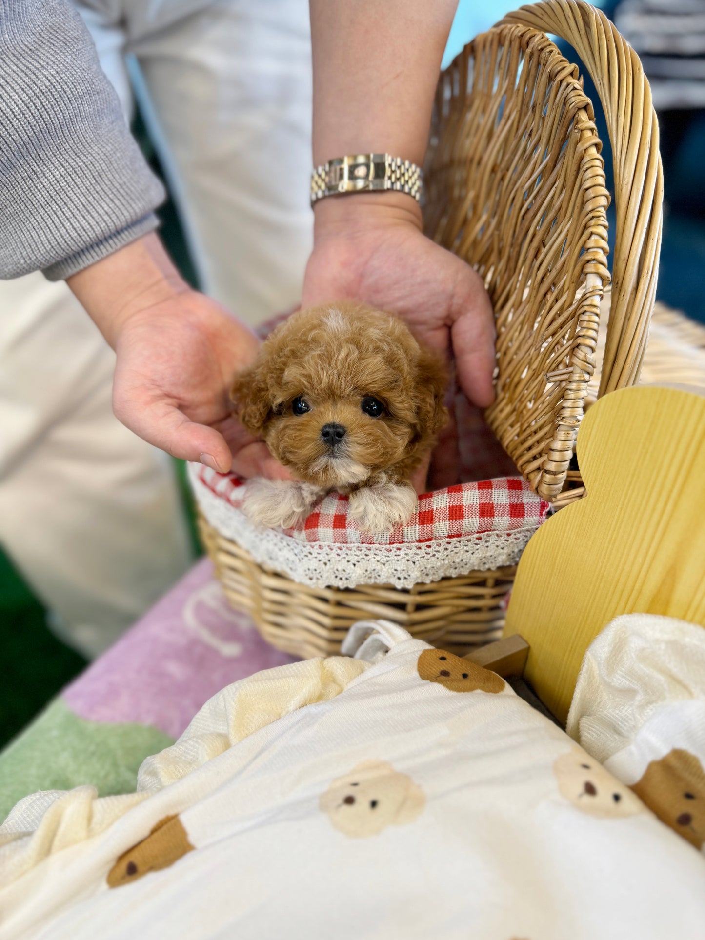 Sasha - Maltipoo F.