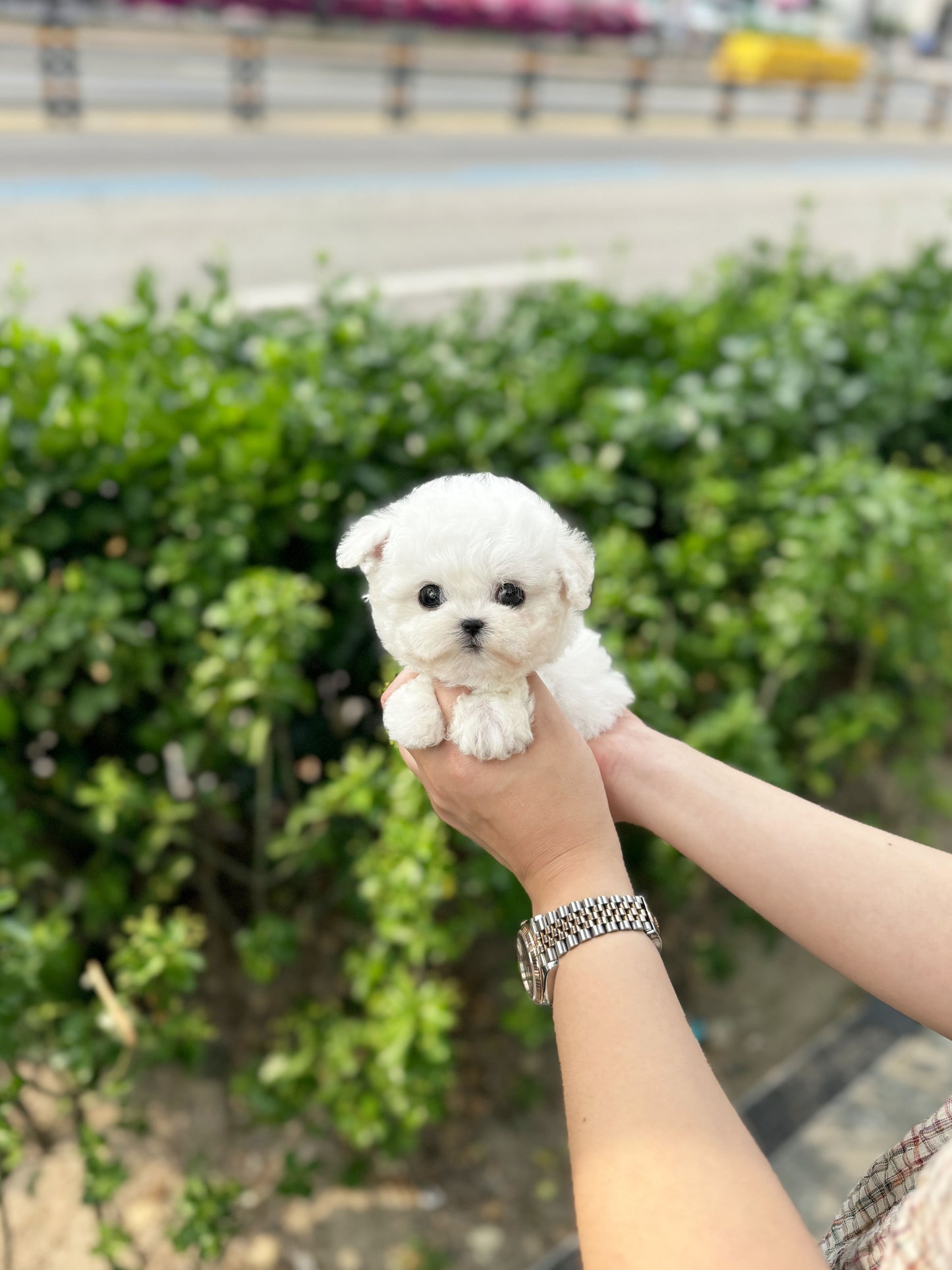 Louie - Bichon Frisé M.