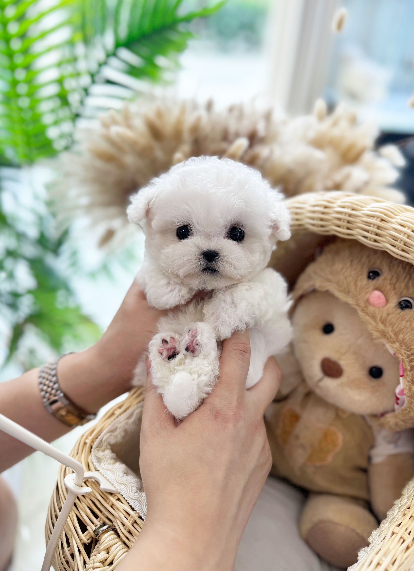 Louie - Bichon Frisé M.