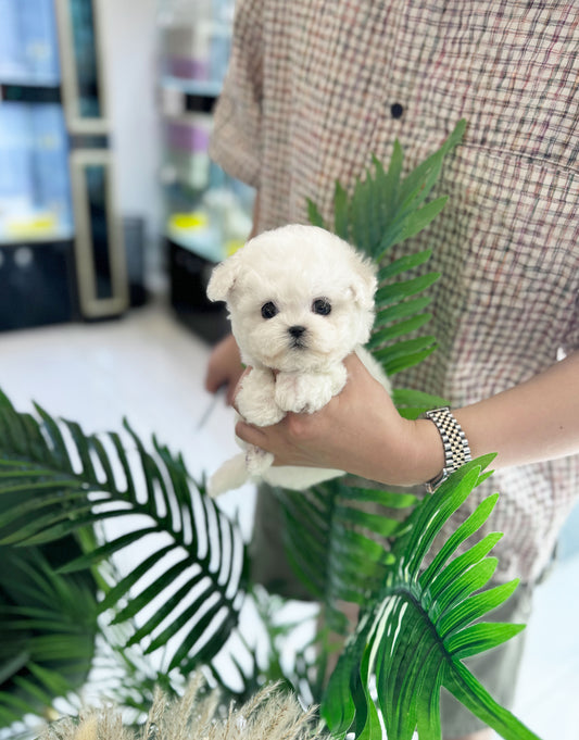 Louie - Bichon Frisé M.