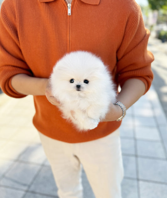 Stewie - Pomeranian M.