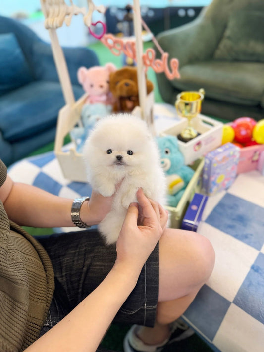 Zion - Pomeranian M.